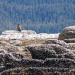 An eagle watches for other eagles who land on the tiny grop of rocks 