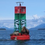 Sea lions jostle to be king of the hill