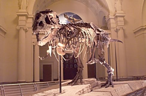 T-Rex Susie and other dinosaurs reside at the Field Museum. (J Jacobs photo)