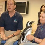 Shedd Vice President of animal collections and training Ken Ramirez answers guest questions while trainer Lana Vanagasem quietly talks to a Magellanic Penguin
