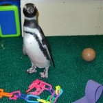 The penguins seemed more interested in their guests than their toys