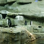 Extend the penguin experience by enjoying them in their Shedd habitat