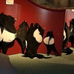 Penguin costumes hang opposite the habitat, ready to be tried out by humans
