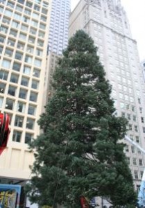 A 70 foot blue spruce from McHenry County now stands tall in Chicago's Daley Plaza