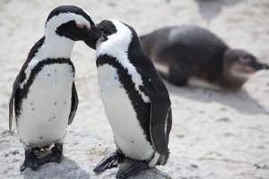 Lincoln Park Zoo Penguin Cove opens. Photo by Lincoln Park Zoo