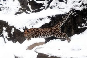 Visit Brookfield Zoo where some animals enjoy the snow. Photo by Jim Schultz