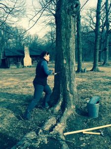 Lake County Forest Preserves District Environmental Educator Jennifer Berlinghof is tapping a sugar maple tree for liquid sap to make into maple syrup. Photo by Jodie Jacobs