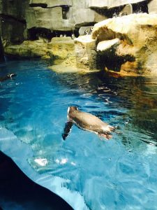 Penguins at the Shedd Aquarium. Jodie Jacobs photo