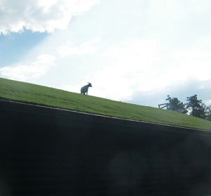 Eat at Al Johnson's or park there to see the goats on top of the restaurant.