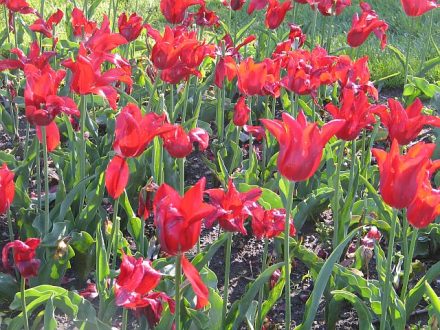 Tulip Time is almost here in Holland, Mi. (J Jacobs photo)