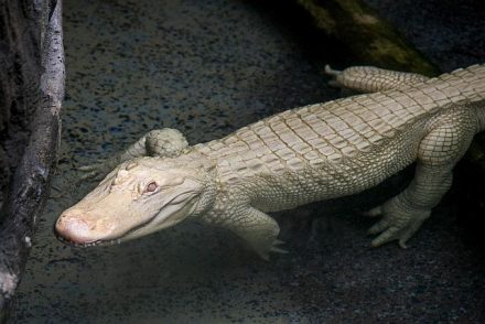 Snowflake, an albino alligator visiting Brookfield Zoo. (Photo by Kelly Tone and courtesy of Chicago Zoological Society.