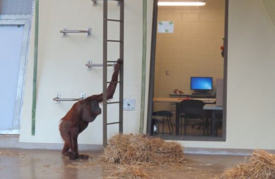 An orangutan climbed down from his perch to try a computer game with a scientist at the Indianapolis Zoo. (J Jacobs photo)