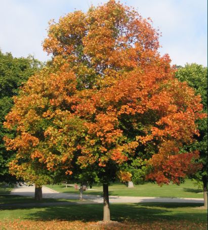 leaves are changing (J Jacobs photo